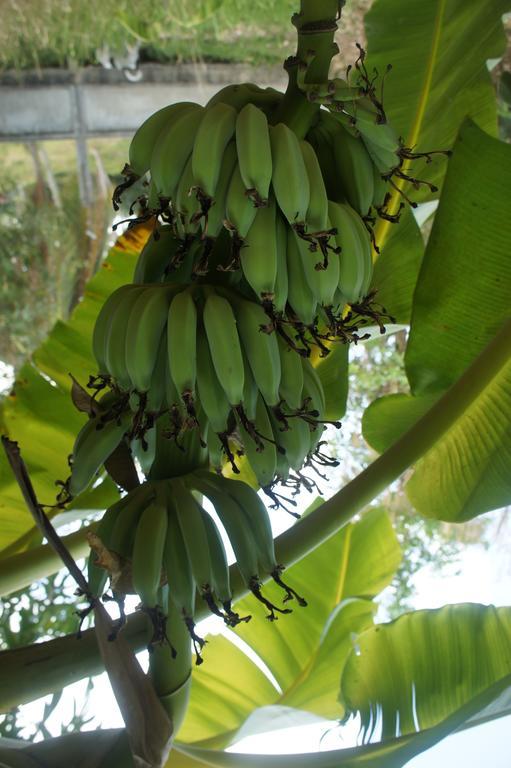 Cashew Nut Village Bophut Dış mekan fotoğraf