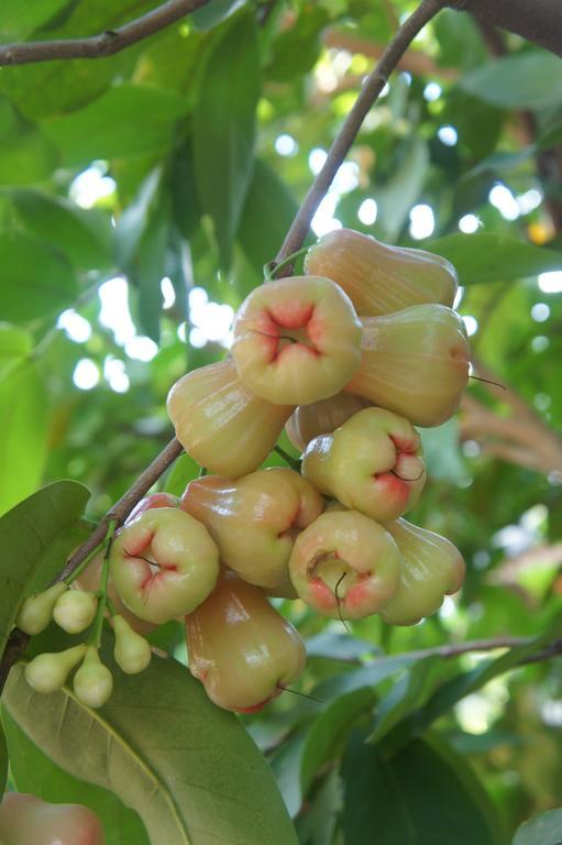 Cashew Nut Village Bophut Dış mekan fotoğraf